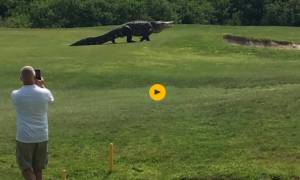 Viral video: Γιγάντιος αλιγάτορας σπέρνει τον τρόμο σε γήπεδο γκολφ