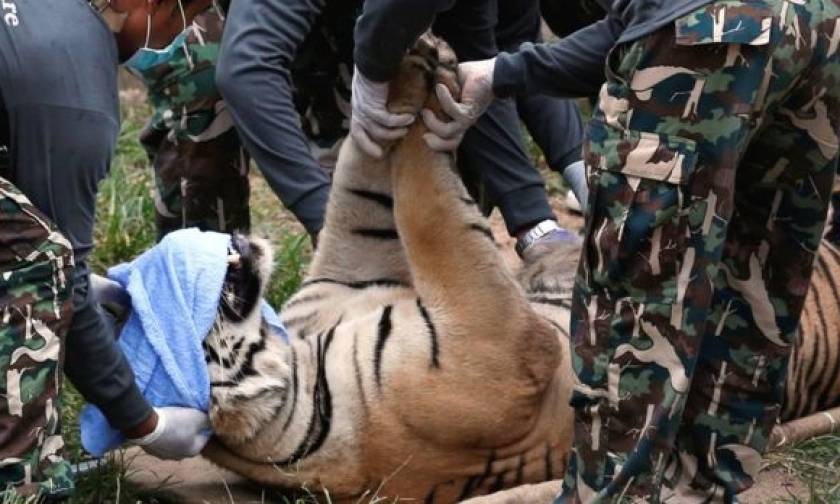 Ταϊλάνδη: Απομακρύνουν 137 τίγρεις από βουδιστικό ναό! (video+photos)