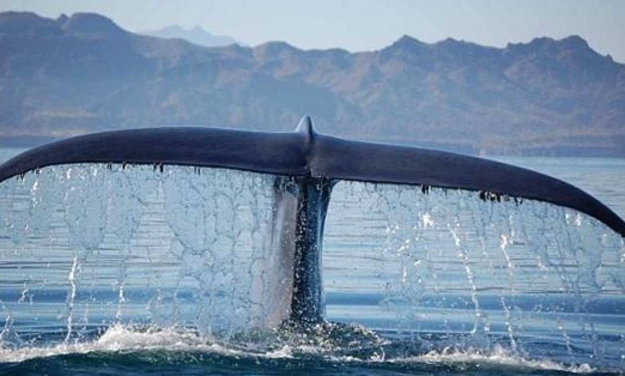 Η σπάνια φάλαινα που εμφανίστηκε νότια της Κρήτης (vid)