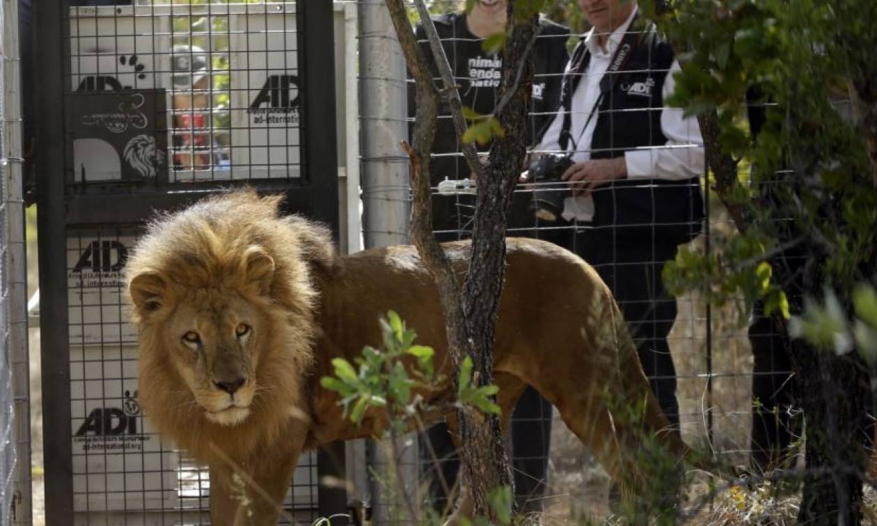 Νότια Αφρική: Πέθαναν δύο από τα λιοντάρια που είχαν διασωθεί από τσίρκα της Νότιας Αμερικής