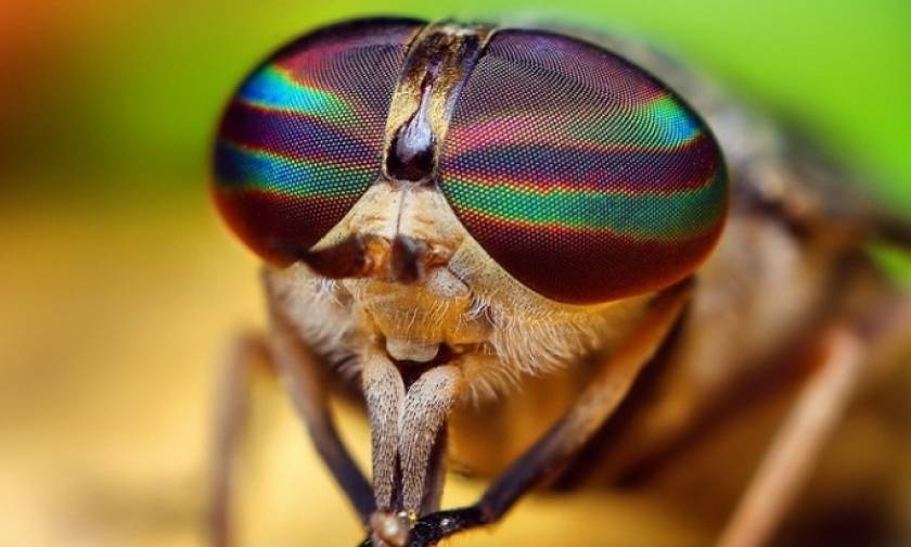 Άγνωστο είδος μύγας ανακαλύφθηκε στις... Βρυξέλλες!