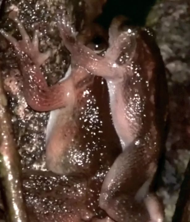 frog sex position