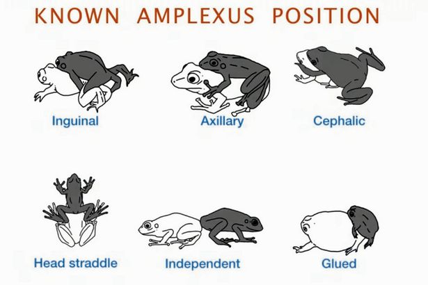 frog sex positions