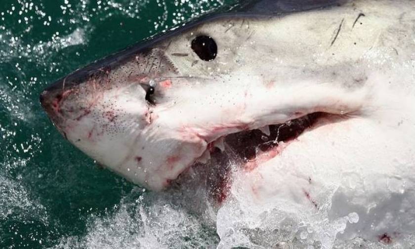 Ναυαγοσώστες σκότωσαν καρχαρία για να βγάλουν... selfie (pics&vid)