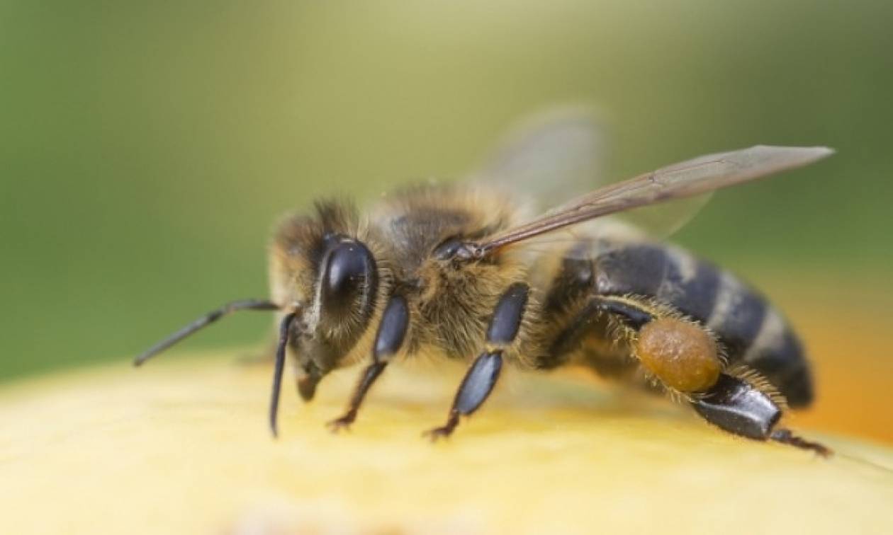 Τσίμπημα μέλισσας: Το γιατροσόφι που θα σε ανακουφίσει