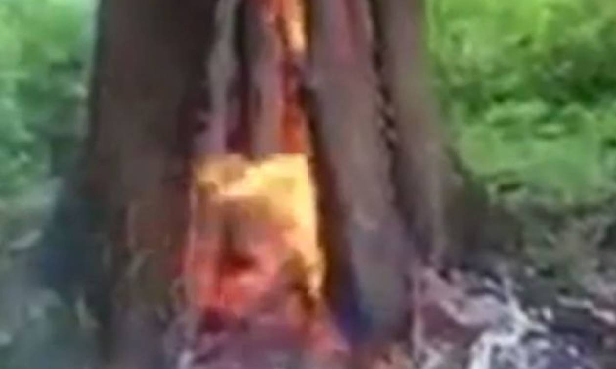 Ασύλληπτο βίντεο: Δέντρο αρπάζει ξαφνικά φωτιά από το εσωτερικό του!