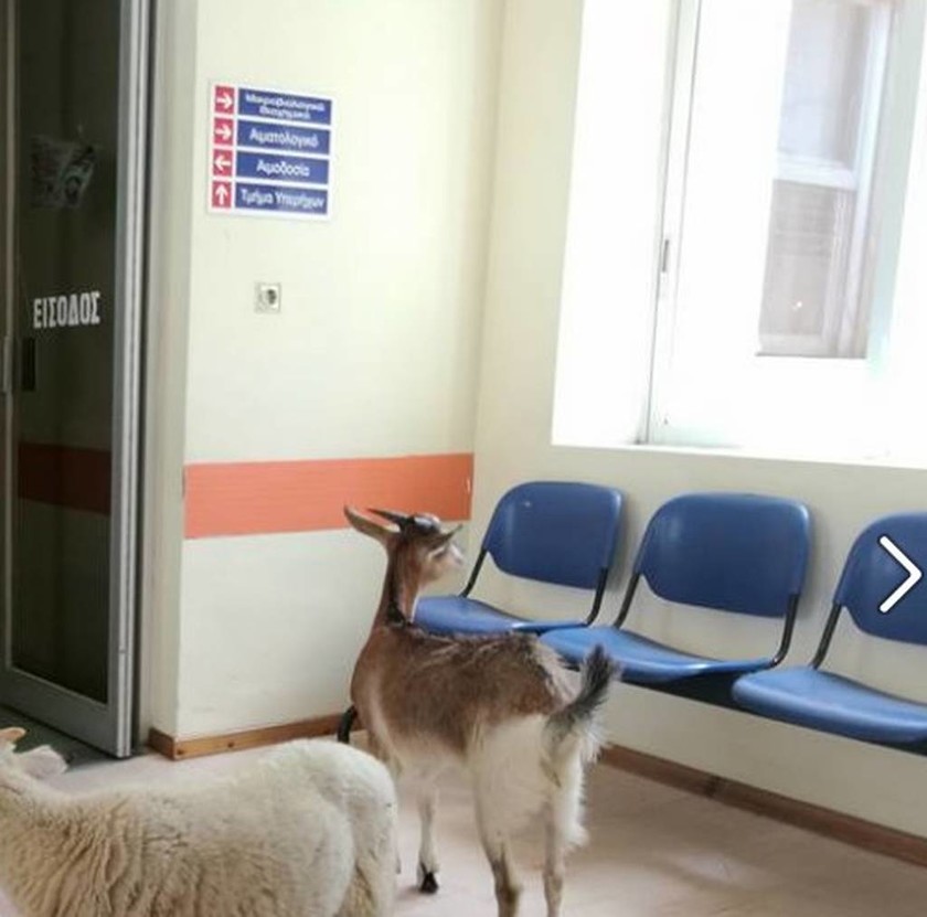 Δροσιά στο νοσοκομείο Αμαλιάδας βρήκαν… μία γίδα και ένα πρόβατο! (pics)