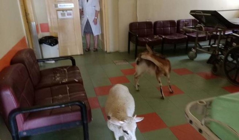 Δροσιά στο νοσοκομείο Αμαλιάδας βρήκαν… μία γίδα και ένα πρόβατο! (pics)