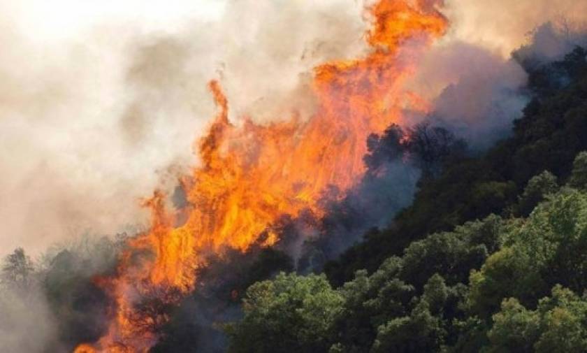 Μεγάλη φωτιά στην περιοχή «Δοκός» στη Χαλκίδα