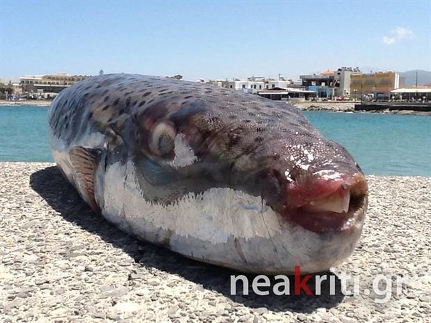 Σκηνές τρόμου στην Κρήτη - «Τι είναι αυτό στη θάλασσα; Τρέξτε να σωθείτε!» (pic)
