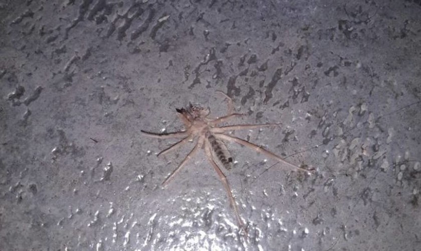 ΠΡΟΣΟΧΗ! Εντοπίστηκε αράχνη δολοφόνος στην Ελλάδα (pics)