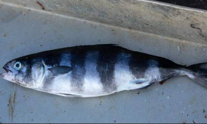 Έμειναν με το στόμα ανοιχτό στη Μυτιλήνη: Ψάρι - «μυστήριο» αναστατώνει το νησί