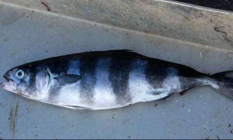 Έμειναν με το στόμα ανοιχτό στη Μυτιλήνη: Ψάρι - «μυστήριο» αναστατώνει το νησί