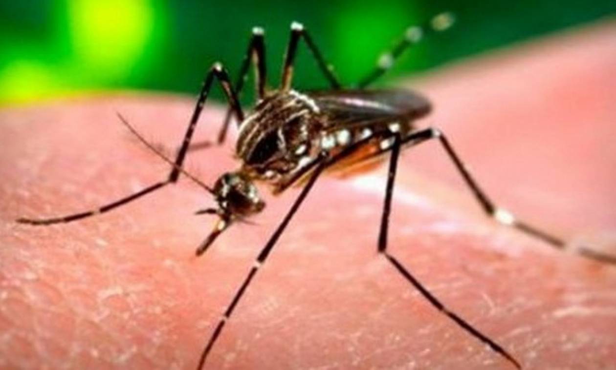 ΗΠΑ: Εντοπίστηκε το πρώτο κρούσμα μικροκεφαλίας που συνδέεται με τον ιό Ζίκα στη Φλόριντα