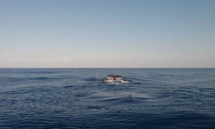Κρήτη: Συχνότερες οι επισκέψεις φαλαινών στα νερά του νησιού (vid)