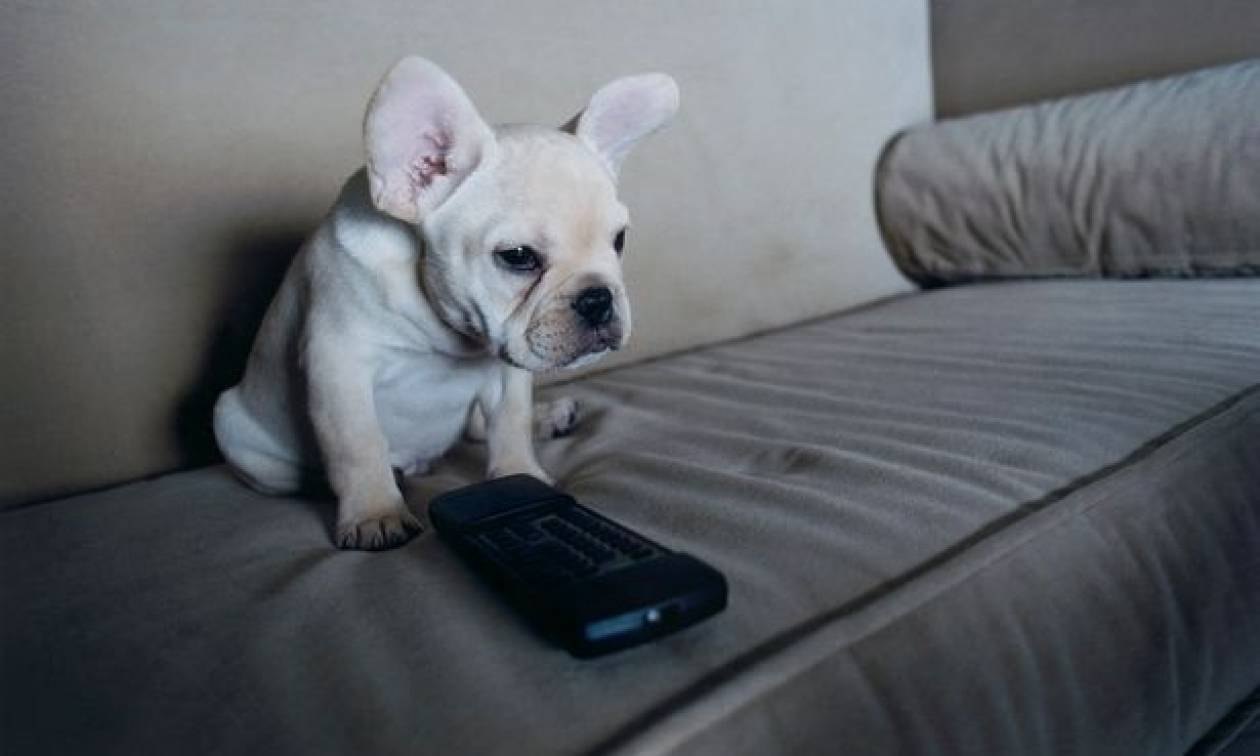 Οι σκύλοι αποκτούν το δικό τους τηλεκοντρόλ! (pic)