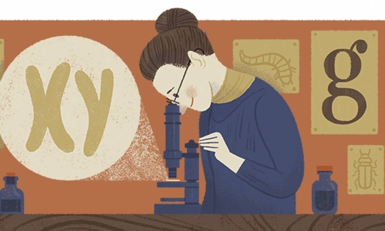 Nettie Stevens: H Google τιμά με Doodle τα 155α γενέθλια της βιολόγου