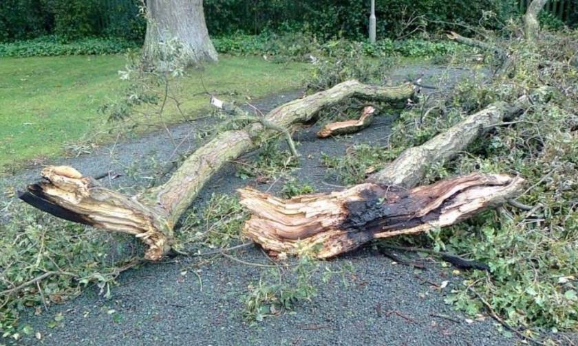Παραλίγο τραγωδία στην Κρήτη: Δέντρο πέφτει στο δρόμο την ώρα που περνούσε μία 4χρονη