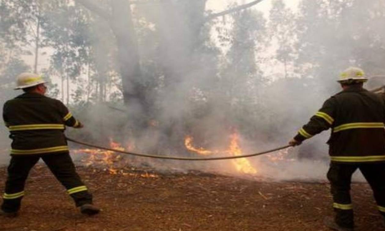 Φωτιά Σάμος: «Καλύτερη η εικόνα» της πυρκαγιάς - Κάηκαν αρκετά στρέμματα δάσους