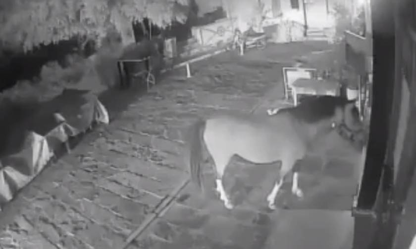 Ρέθυμνο: Περιπλανώμενο άλογο έφαγε σαλάτες και δάγκωσε πελάτες ταβέρνας! (video)