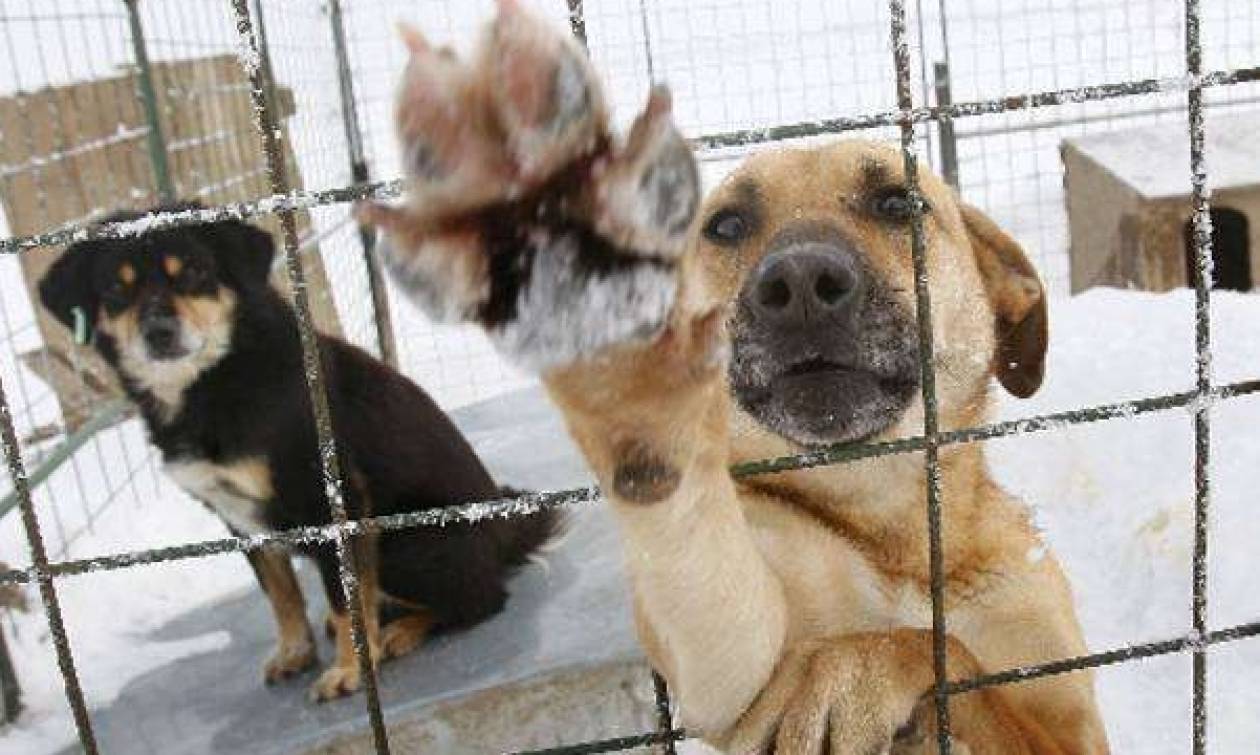 Χρηματοδότηση Δήμων και Συνδέσμων Δήμων για αδέσποτα ζώα