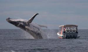 Αυτή είναι η φωτογραφία της χρονιάς: Η πιρουέτα φάλαινας που κανείς δεν είδε…