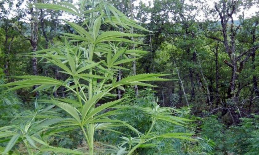 «Ορφανή» φυτεία χασίς με 141 δενδρύλλια εντοπίστηκε στην Οιχαλία