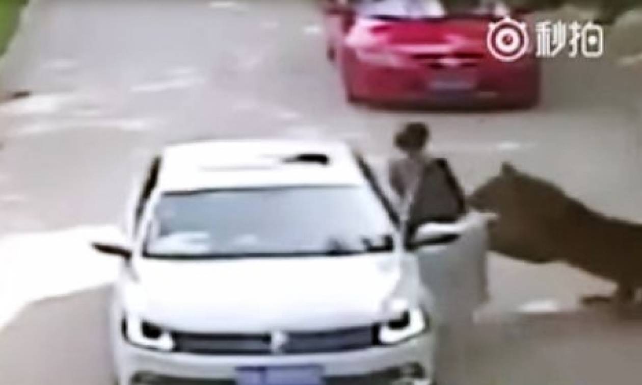 Βίντεο σοκ: Βγήκε από το αυτοκίνητο και την κατασπάραξε τίγρης! (vid)
