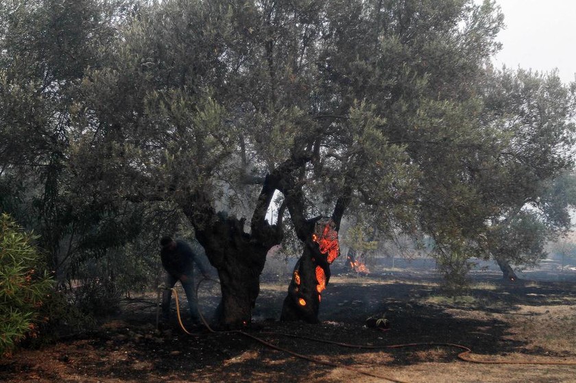 Φωτιά Εύβοια: Ανεξέλεγκτη για τρίτη ημέρα η πυρκαγιά - Σε κατάσταση έκτακτης ανάγκης η Λίμνη (pics)