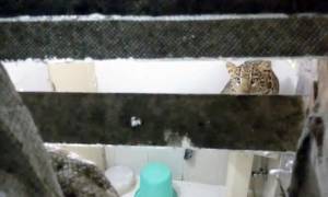 Ταξίδι που θα θυμούνται για πάντα: Λεοπάρδαλη μπούκαρε στο δώματιό τους (vid)