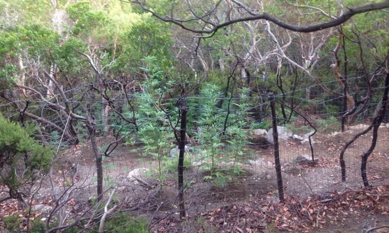 Σαμοθράκη: Οι αρχές εντόπισαν «δάσος» από κάνναβη (pics)