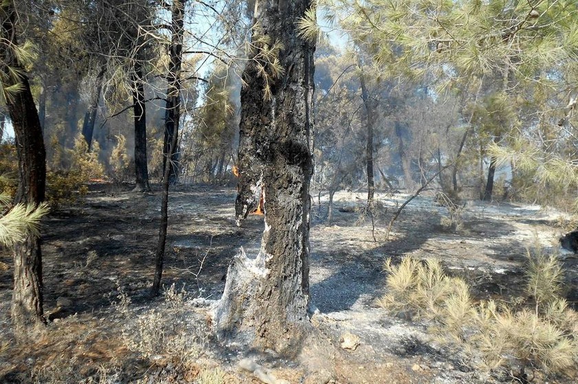 Φωτιά Εύβοια: «Στάχτη» 50.000 στρέμματα δάσους – Βιβλική καταστροφή (pics)