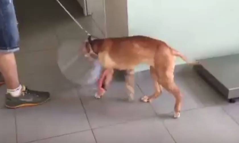 Συγκίνηση! Κάνει τα πρώτα του βήματα το σκυλάκι που το πέταξαν από το μπαλκόνι (video)