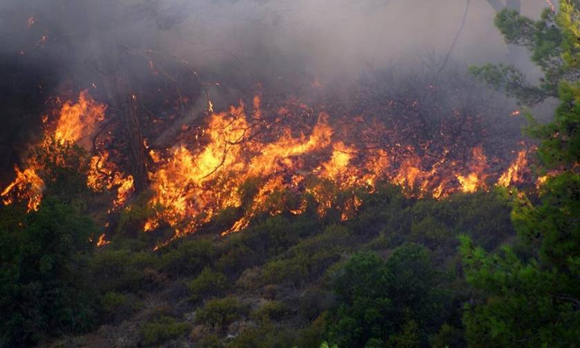 Συναγερμός στην Πυροσβεστική για φωτιά στην Κατούνα Αιτωλοακαρνανίας