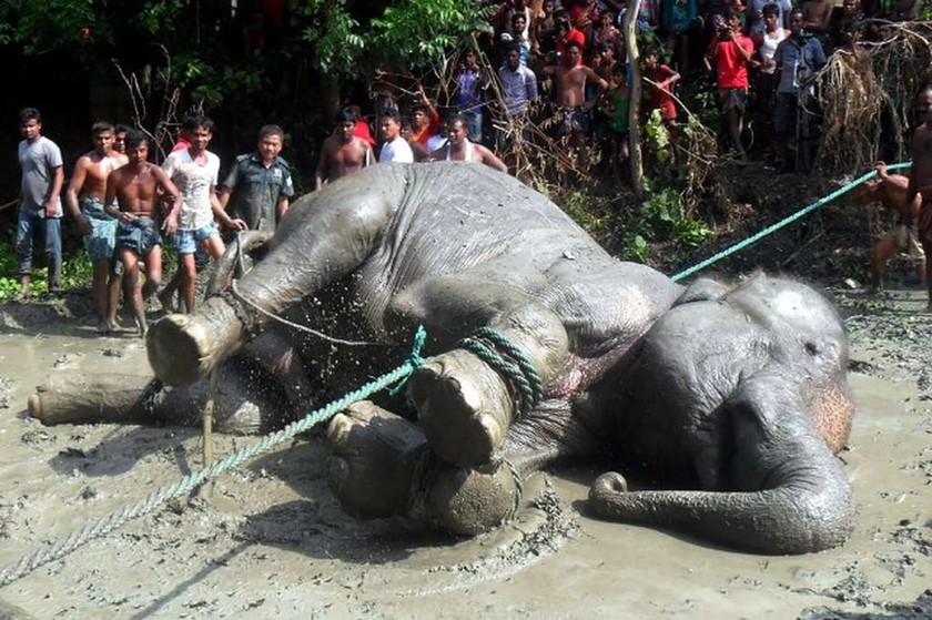 Μάχη εκατοντάδων χωρικών σε βάλτο για να σώσουν ελεφαντίνα από βέβαιο πνιγμό (Vid)