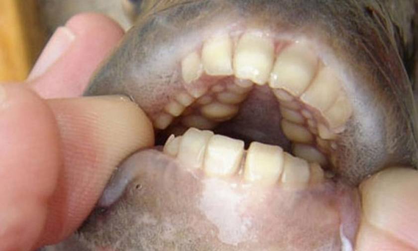 Ψάρι με «ανθρώπινα» δόντια και αδυναμία στους… όρχεις τρομοκρατεί το Μίσιγκαν