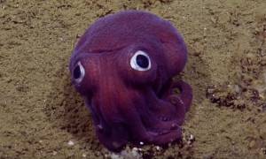 Τι είναι μοβ, με πεταχτά μάτια και ζει στο βυθό της θάλασσας; (video)