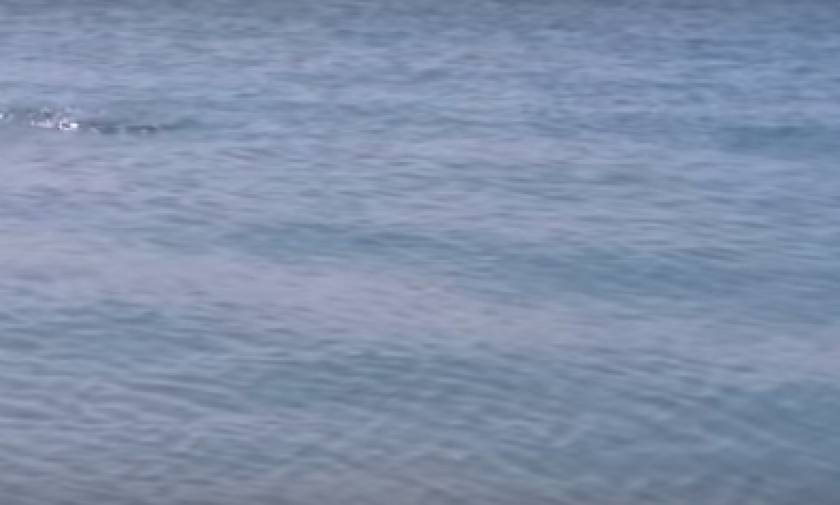 Χαλκίδα: Τρόμος στα ρηχά – Τι είδαν οι λουόμενοι και έτρεχαν να βγουν από τη θάλασσα (video)