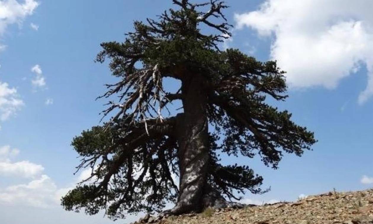 Ο «Άδωνις» στην Πίνδο είναι το γηραιότερο δέντρο της Ευρώπης