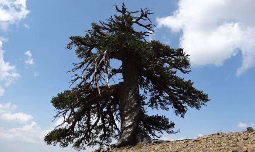 Αυτό είναι το αρχαιότερο δέντρο της Ευρώπης και βρίσκεται στην Ελλάδα