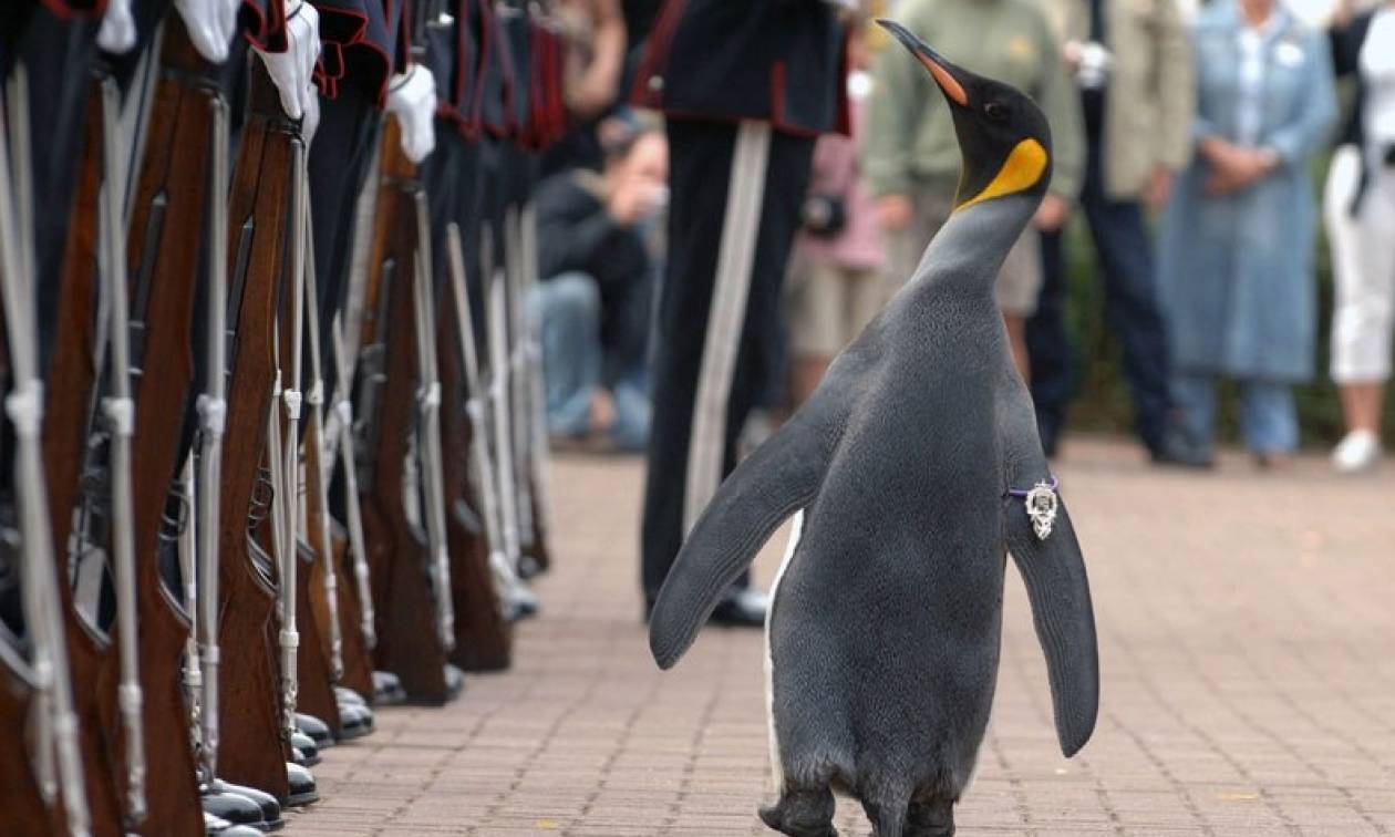 Απίστευτος τύπος: Πιγκουίνος και… σερ και ταξίαρχος! (videos)