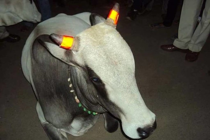 Απίστευτο: «Τρελές» αγελάδες με… φωσφοριζέ κέρατα! (photos)
