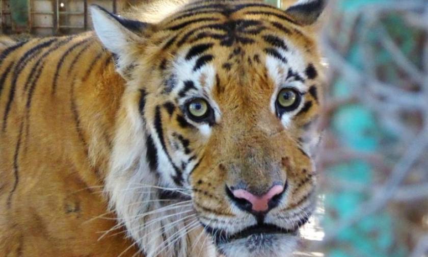 Λουκέτο στον χειρότερο ζωολογικό κήπο του κόσμου - Αίσιο τέλος για 15 ζώα (vid)