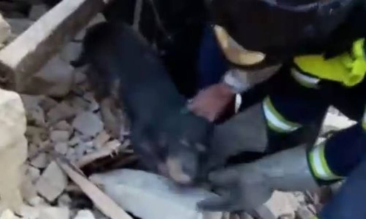 Σεισμός Ιταλία: Δραματική διάσωση σκύλου κάτω από τα ερείπια (vid)