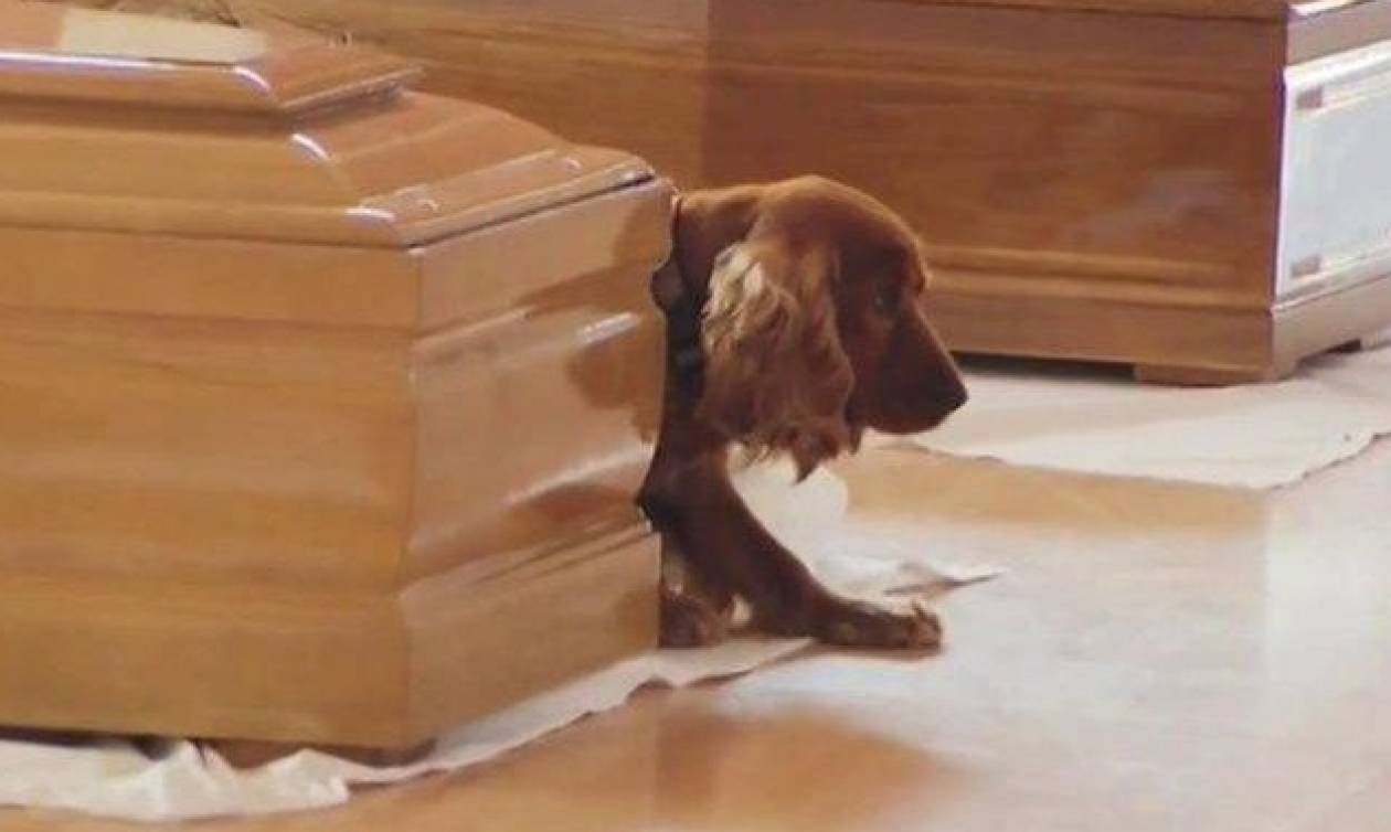 Σεισμός Ιταλία - Αφοσιωμένος ως το θάνατο: Σκύλος «φυλάει» το φέρετρο του ιδιοκτήτη του