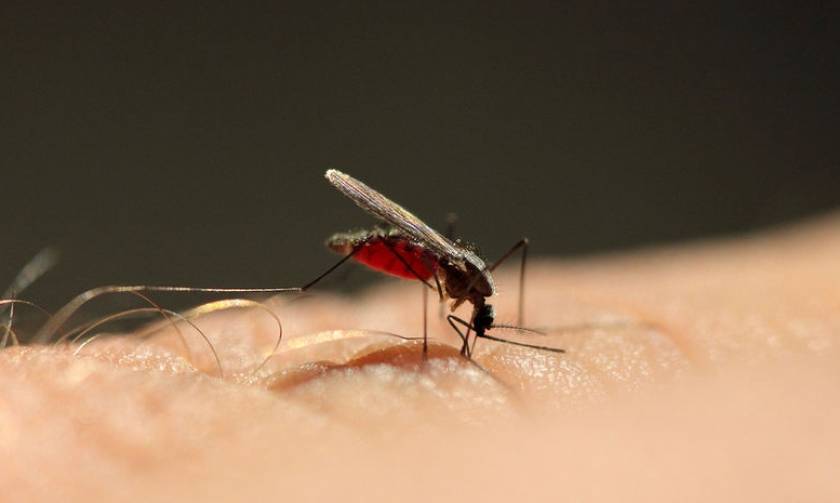 Συναγερμός για την ελονοσία: Πιθανή η αύξηση των κρουσμάτων τον Σεπτέμβριο