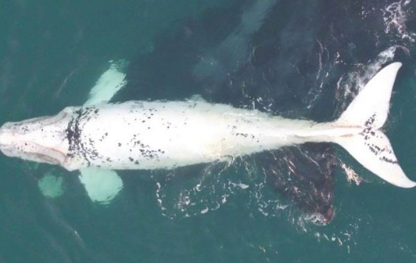 Αυστραλία: Drone κατάφερε να αιχμαλωτίσει εικόνες από ένα πολύ σπάνιο λευκό φαλαινάκι (Vid)