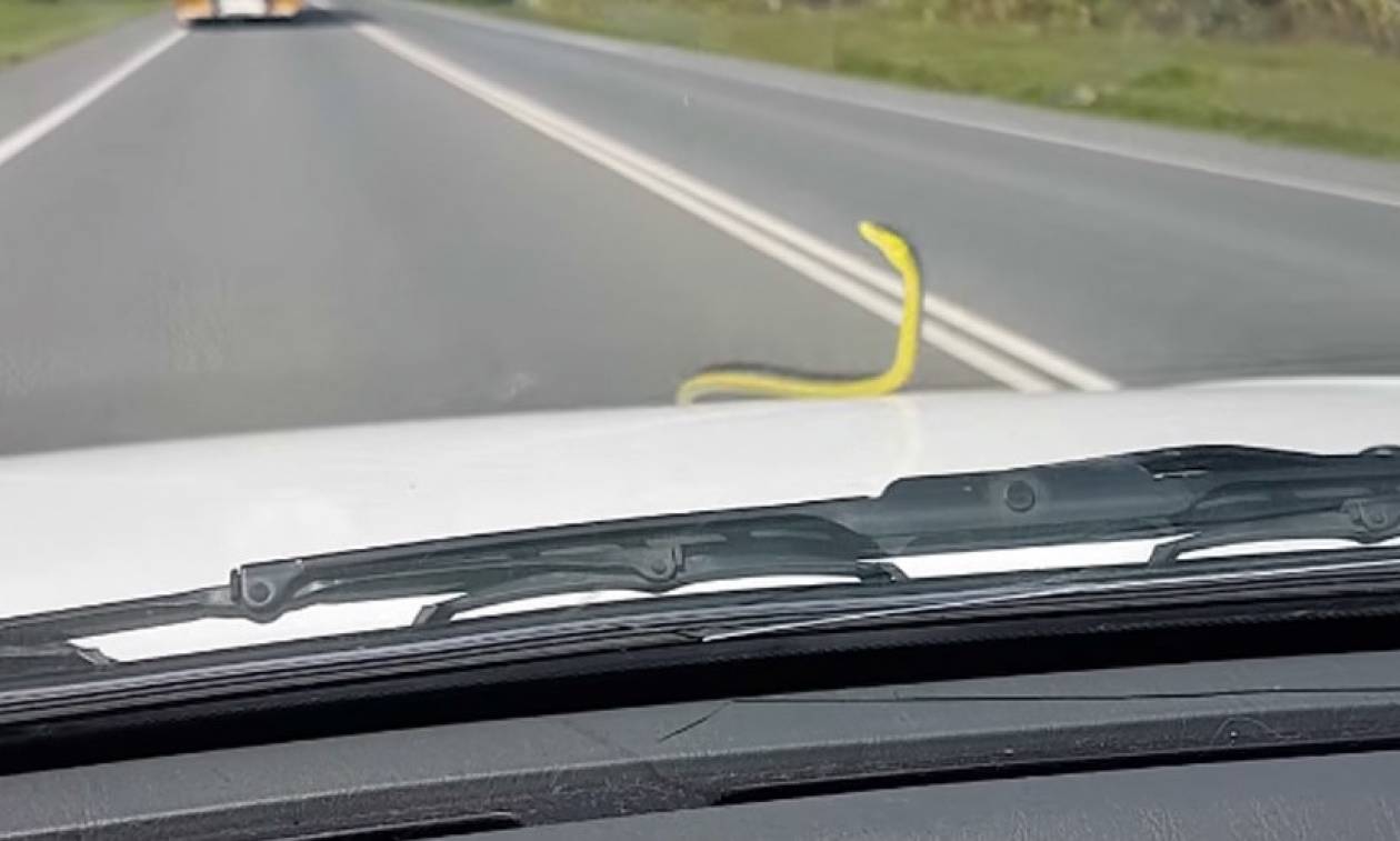 Ο απόλυτος τρόμος! Εσείς τι θα κάνατε αν ανακαλύπτατε ζωντανό φίδι στο αυτοκίνητο καθώς οδηγείτε;