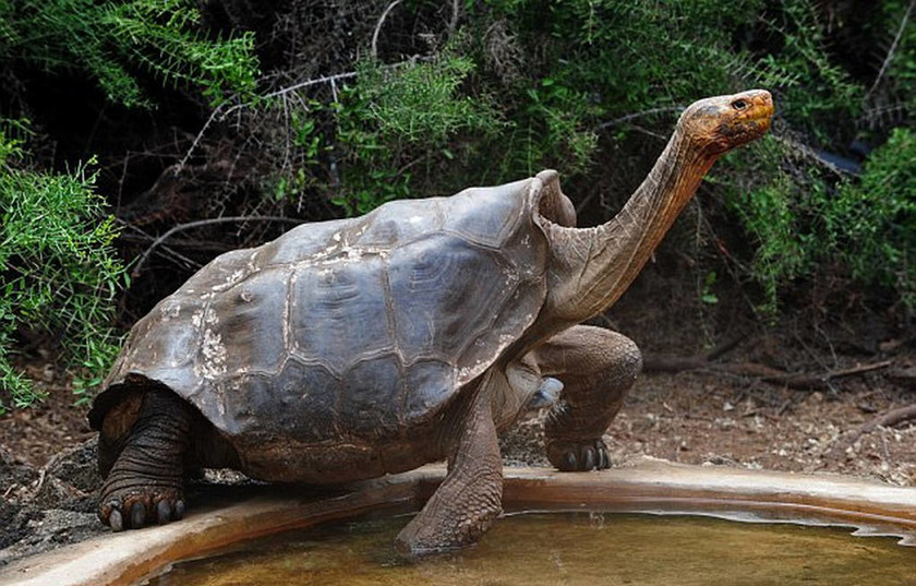Τον λένε Ντιέγκο, είναι… σεξομανής και έσωσε τις χελώνες από την εξαφάνιση! (video+photos)