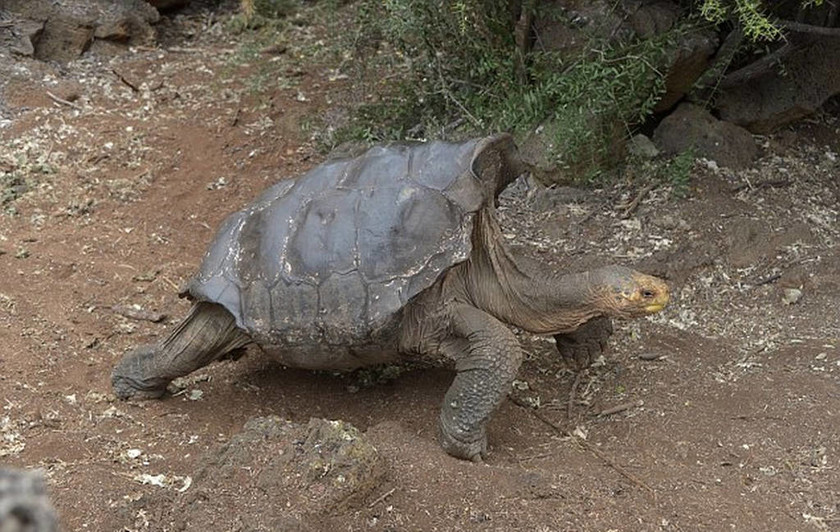 Τον λένε Ντιέγκο, είναι… σεξομανής και έσωσε τις χελώνες από την εξαφάνιση! (video+photos)